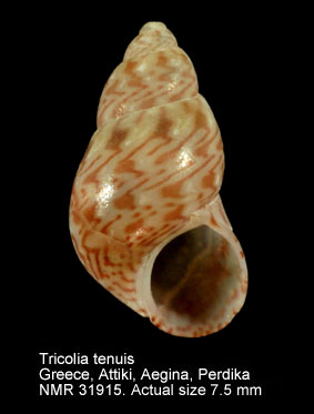 Tricolia tenuis (2).jpg - Tricolia tenuis(Michaud,1829)